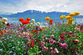 Life's Colours