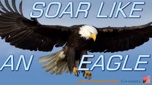 Free to Soar