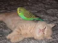 Kitten and Budgie