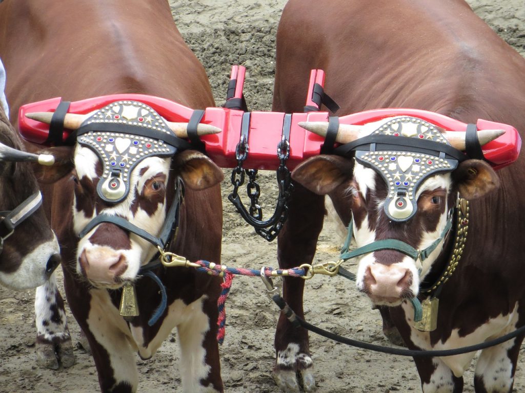 Oxen yoked togather